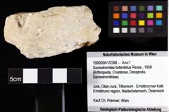 Foto (Objket + Etiketten) von Goniodromites bidentatus (Reuss, 1858) 